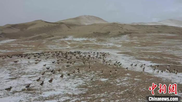 成群结队的盘羊群悠闲地在草地上觅食、奔跑、跳跃。　塔叶尔江·克力米江 摄