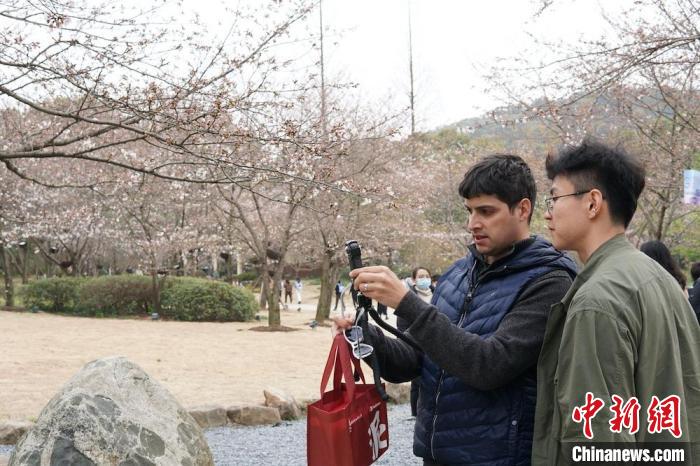 漫步鼋头渚景区，外籍友人记录樱花美景。　孙权 摄