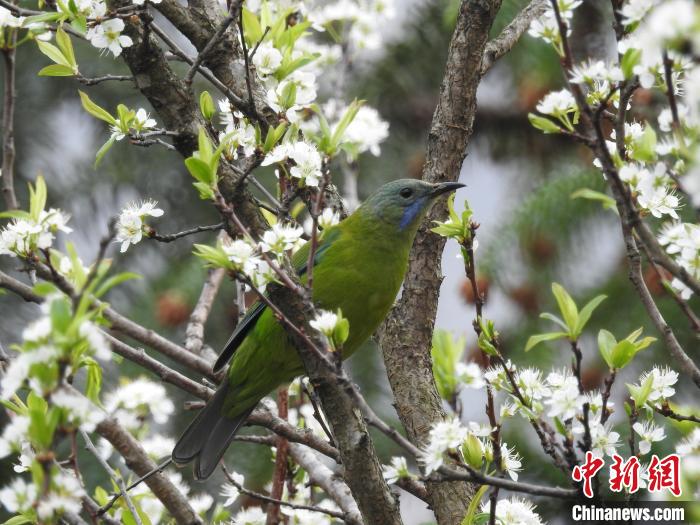 雌性橙腹叶鹎 湖北五峰后河保护区 供图