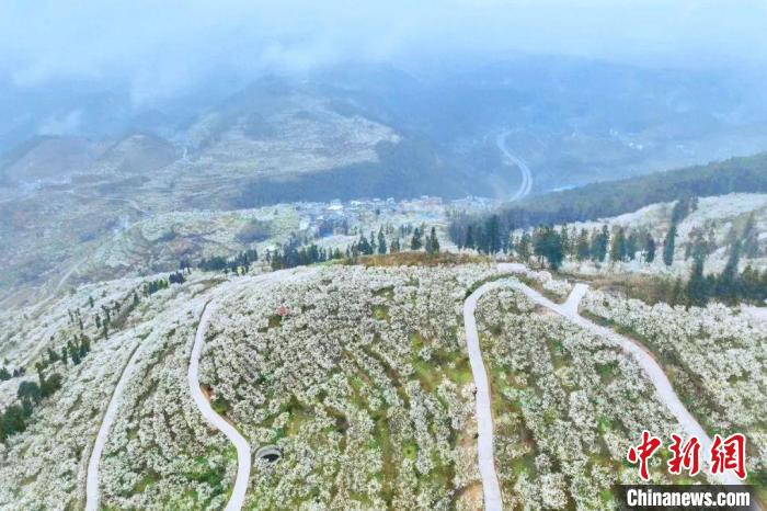 图为漫山遍野的李花盛开犹如“雪山”。　朱子立 摄