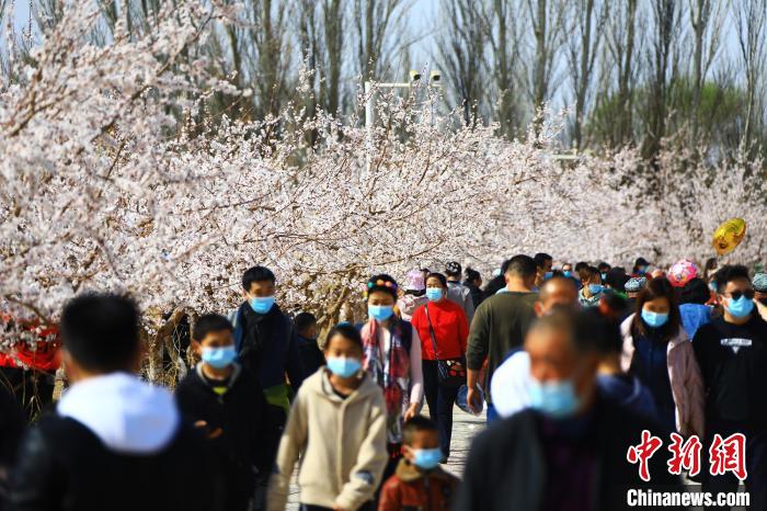 托克逊杏花季迎来各地游客赏花踏春。(资料图) 胡国凯 摄