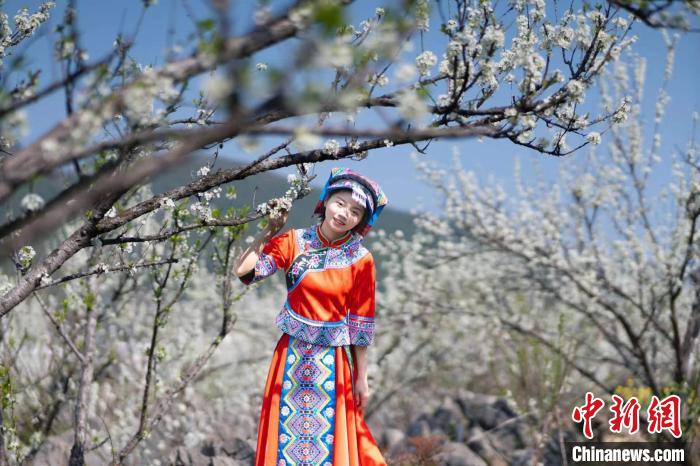 图为游客在踏青赏李花。　朱子立 摄