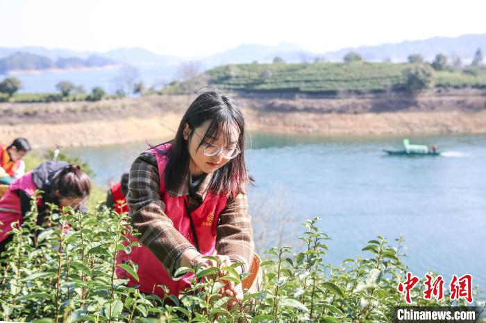 志愿者采摘千岛湖茶。　王建才 摄