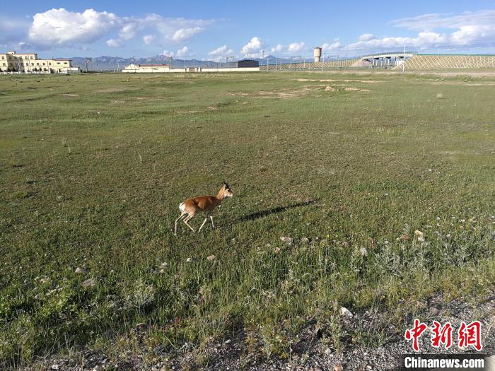 图为普氏原羚在被解救后欢快地跑向了远方。　青藏集团公司供图