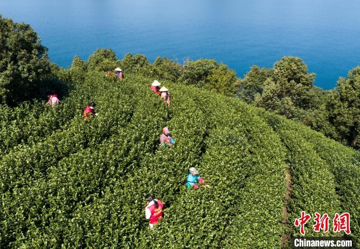 茶农穿梭于茶树间。　王建才 摄