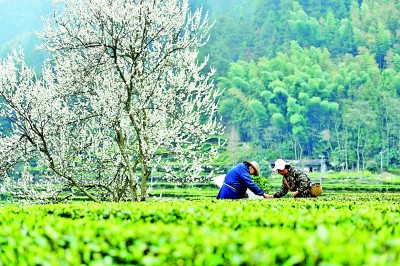 “明前茶”采摘忙