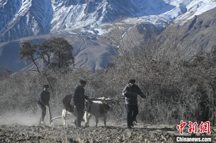 图为当地农民正在用“二牛抬杠”这一传统方式开启新春第一犁。　孙亭文 摄