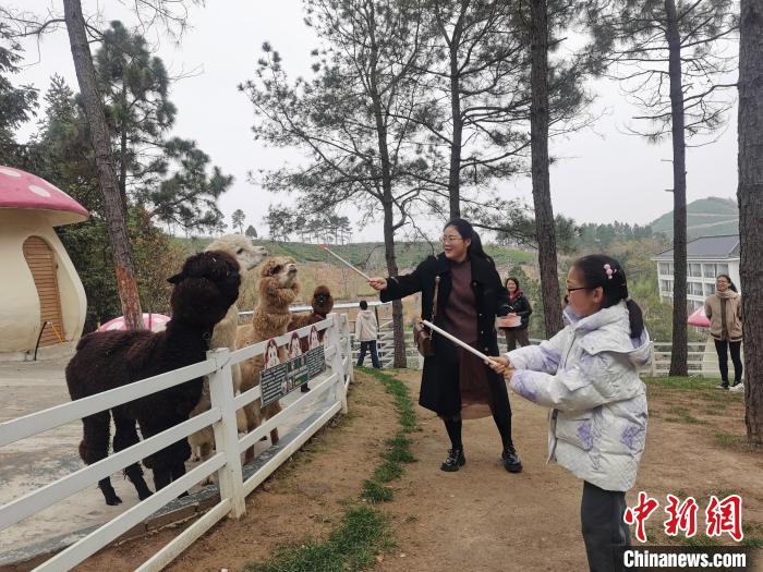 游客在萌宠乐园喂小动物 徐宏 摄