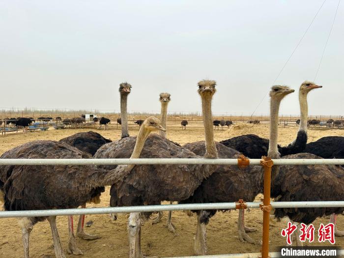 未来,丁福民计划把新疆轮台县鸵鸟养殖基地打造成人们旅游打卡的景点。 李新芳 摄 未来,丁福民计划把新疆轮台县鸵鸟养殖基地打造成人们旅游打卡的景点。 李新芳 摄