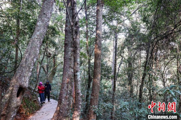 天竺桂，《中国植被》等林业专著中尚无该类型森林群落记载。这里有一独特的