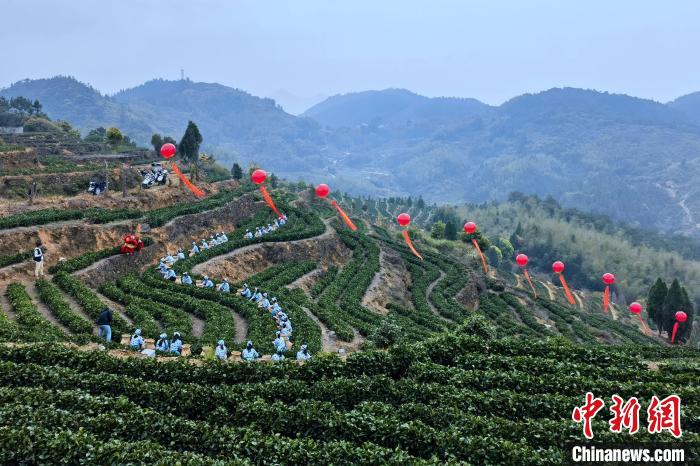 采茶女穿梭在一垄垄茶树之间。　孙虹 摄