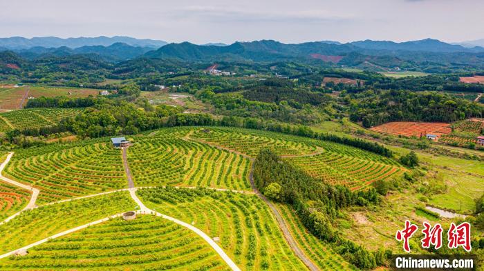 图为信丰县安西镇，昔日荒山荒坡已成为梯带环绕、脐橙飘香的中国赣南脐橙产业园。　张武军 摄