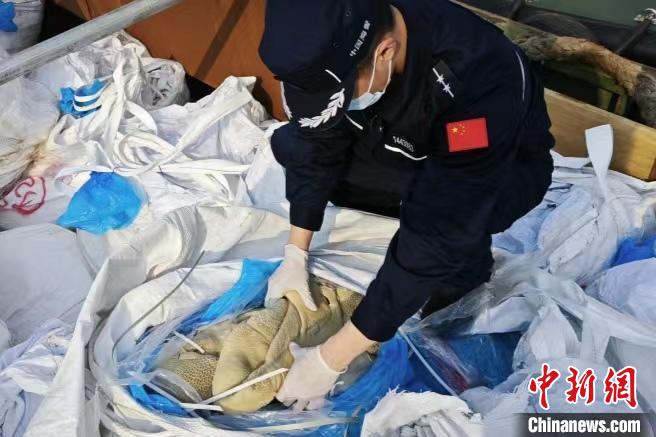 图为海警执法员对涉案冻品进行点验。　福州海警局供图