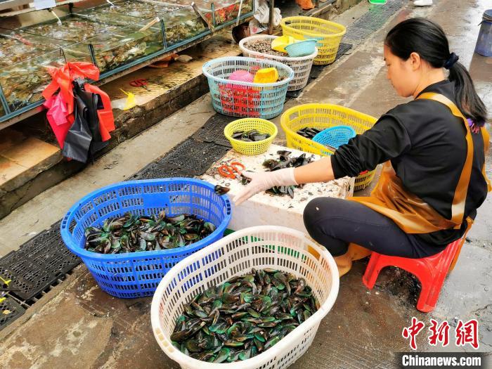 台城街道富城市场一海鲜档在分拣和处理刚到货的青口 李晓春 摄