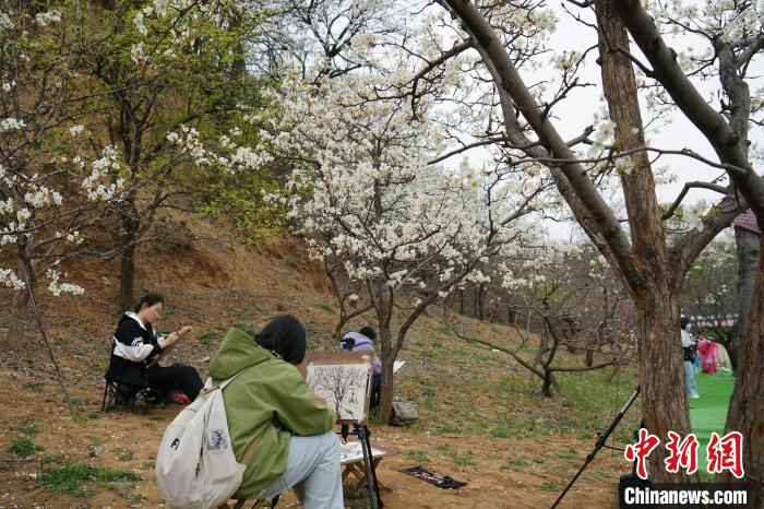 游客徜徉梨花林畔，拍照合影，打卡直播，作画写生……记录着满园春色。　安欣 摄