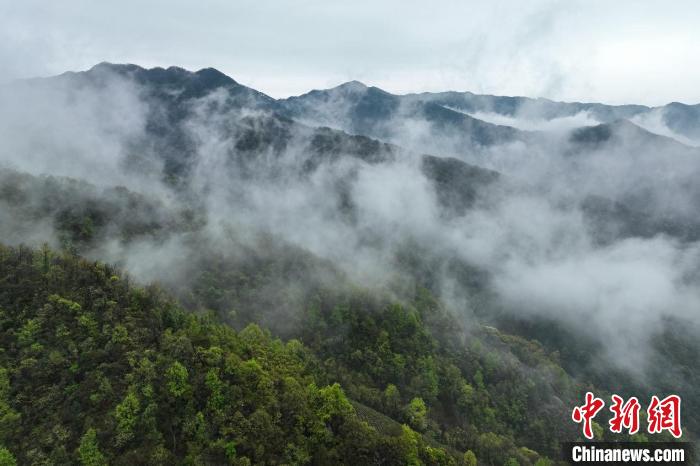 源口村高山雨林气候，常年云雾缭绕，林茶间种，为生产优质茶叶提供了良好的生态环境。　李军 摄