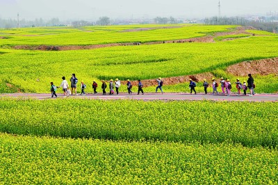 【大美中国】油菜花开美如画