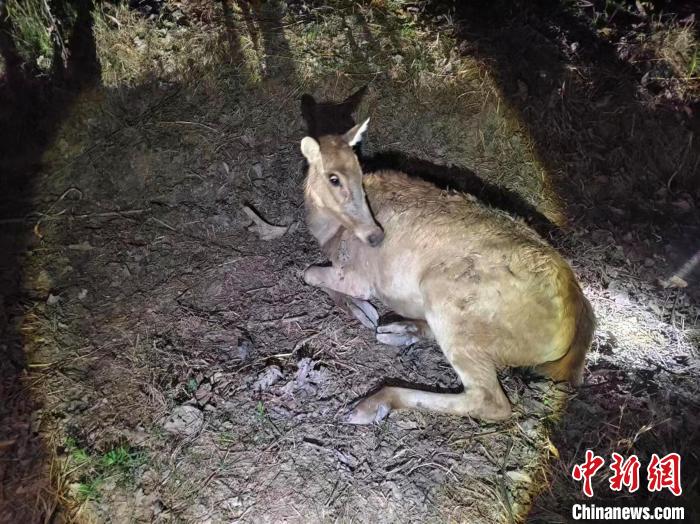 脱困的麋鹿 石首市公安局供图