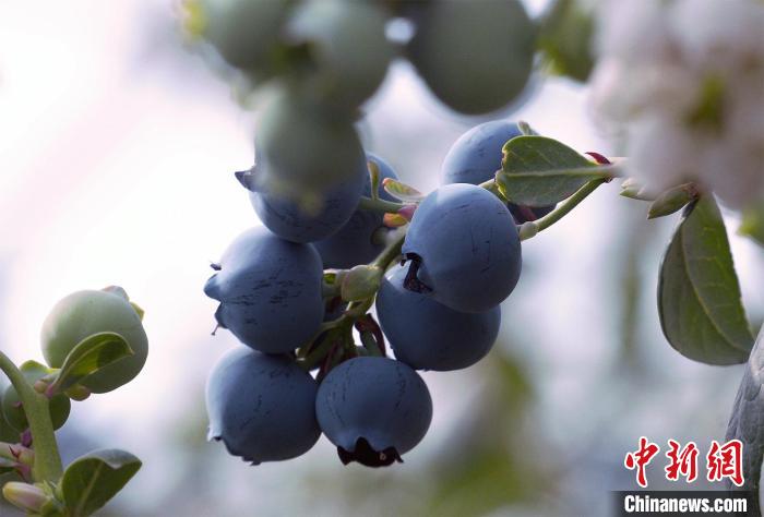 图为伽师县铁日木乡仓村蓝莓基地里等待采摘的蓝莓。　伽师县委宣传部供图