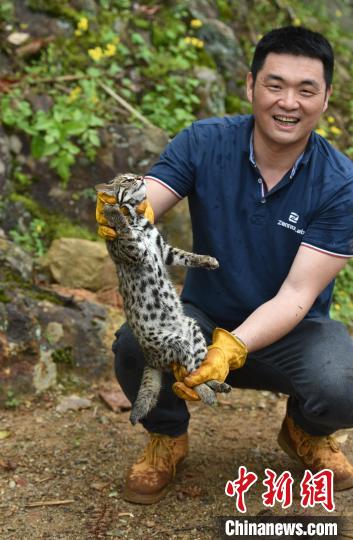 对国家二级保护动物——豹猫，进行野外生存训练，为日后放归大自然做准备。　魏永青 摄