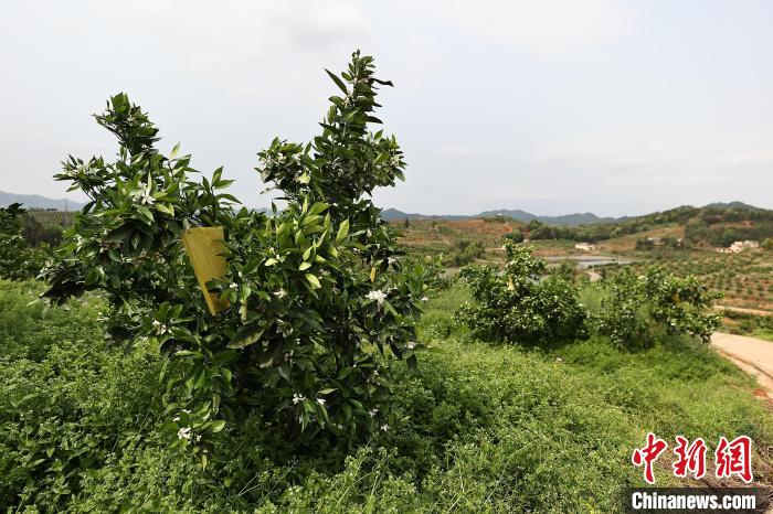 图为信丰县安西镇，昔日荒山荒坡已成为梯带环绕、脐橙飘香的中国赣南脐橙产业园。　张武军 摄