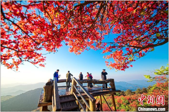 浙中杜鹃谷内杜鹃花盛开景象(资料图)。　盘峰乡人民政府 供图