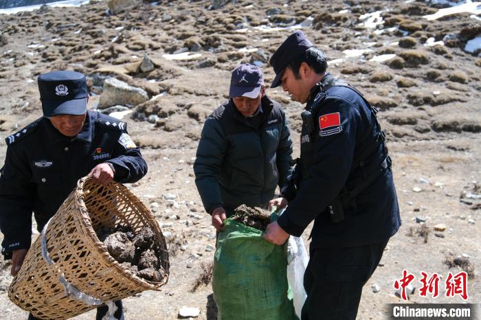 图为4月6日，公漳浦执勤民辅警等在草场收集风干牦牛粪，当作取暖燃料。　江飞波 摄