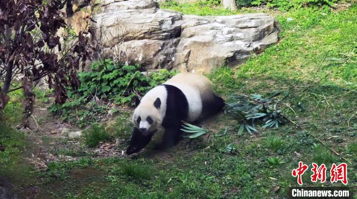 大熊猫“美香”在室外运动场。　中国大熊猫保护研究中心供图