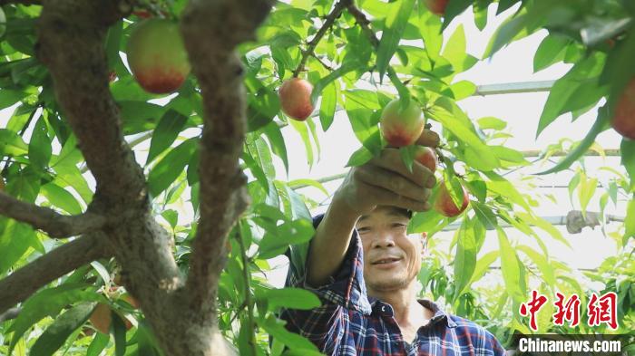 图为莎车县阿热勒乡色热克都维村大棚种植户罗智全在油桃大棚里忙着疏叶摘果。　麦麦提艾力 摄