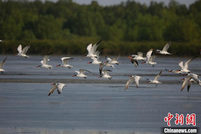 一群鸟类在湛江红树林国家级自然保护区上空飞翔 广东省林业局 供图