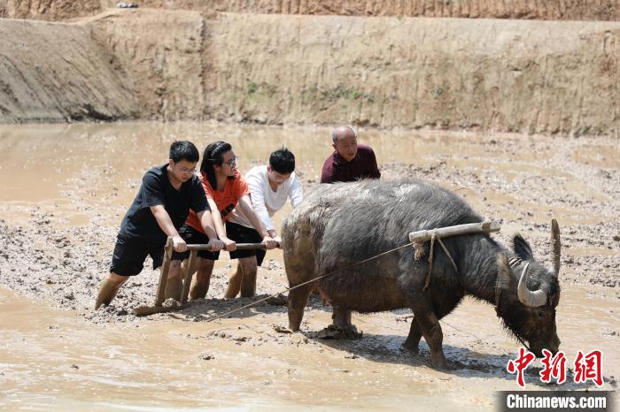 图为青年们在体验耕犁。　梁钦卿 摄