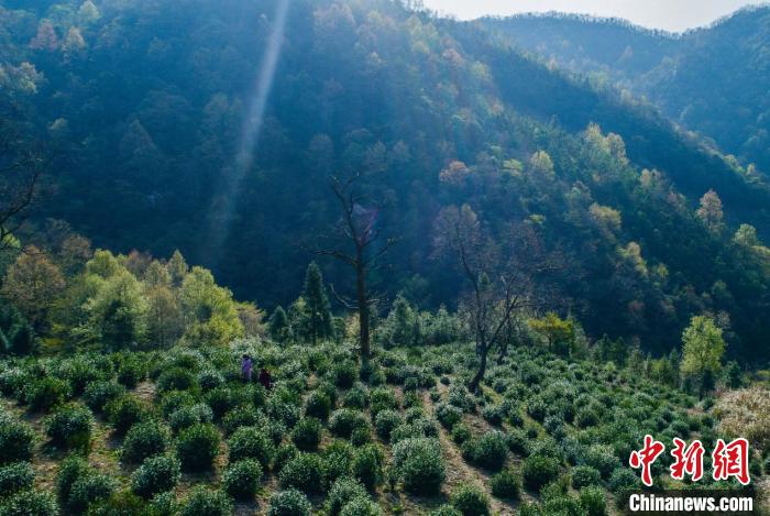 源口村生态茶园一景。　崔桂芳 摄