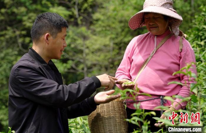 源口村茶叶合作社技术人员在茶园指导茶农采摘，进行质量把关。　崔桂芳 摄