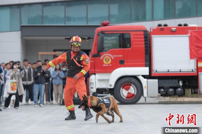 图为搜救犬表演现场。　贡嘎来松 摄