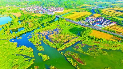 【大美中国】黄河湿地美