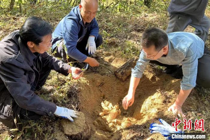 张祥东指导农户种植天麻。　下堡坪乡政府供图