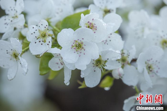 一场小雨后“梨花带雨”美景 鹤岗市文体广电和旅游局 摄