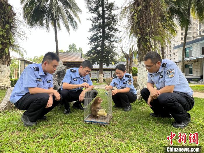 图为民警为猕猴投喂食物。　潘晨 摄