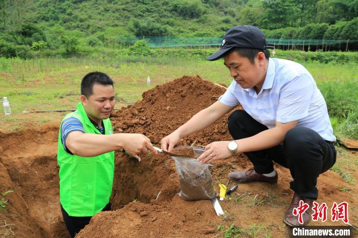 采集土壤样本。　广西自然资源厅供图