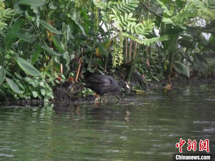 骨顶鸡带着骨顶鸡雏鸟觅食 西湖水域管理处 供图