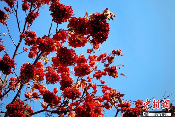 黑河市树花楸 黑河市委宣传部供图