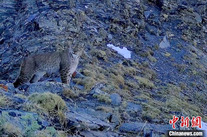 红外线相机拍到的国家二级保护动物猞猁。　新龙县林业和草原局供图