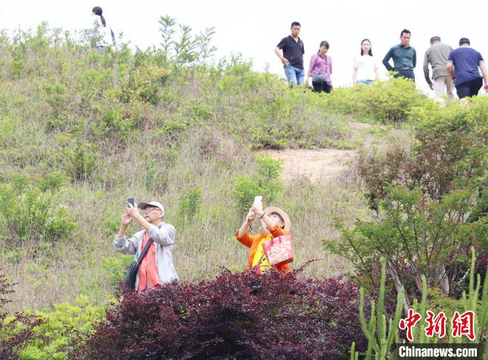 柘荣鸳鸯草场美景引游人拍照。　林榕生 摄