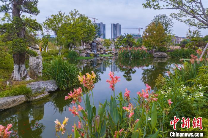 盛夏时节，走进九江市濂溪区双溪景观公园，草木葱郁、流水潺潺、锦鲤成群。　陈海锋 摄