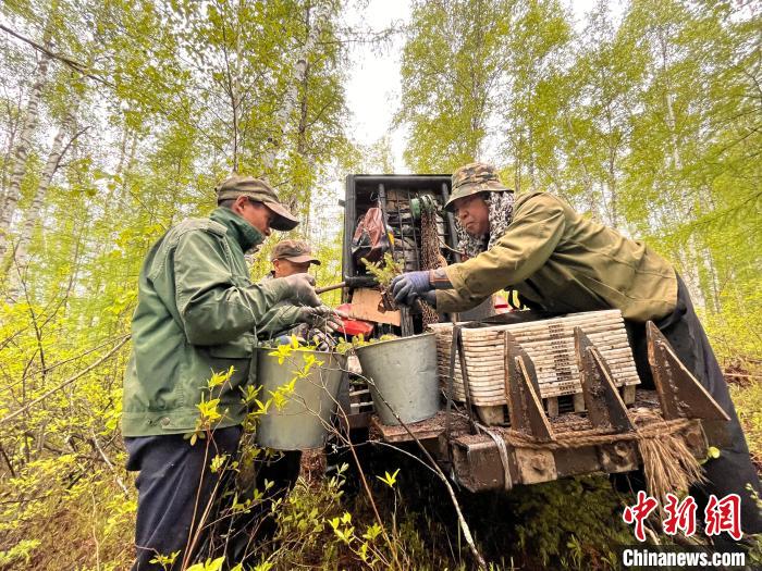 图为林业职工利用机械设备运送苗木。　张旭 摄