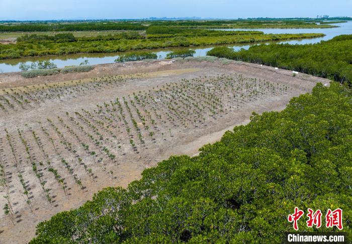 环新英湾区域高度重视生态环境保护，图为航拍刚刚种植的红树林 骆云飞 摄