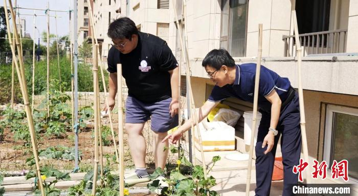 图为父子俩打理菜园子。　崔博群 摄