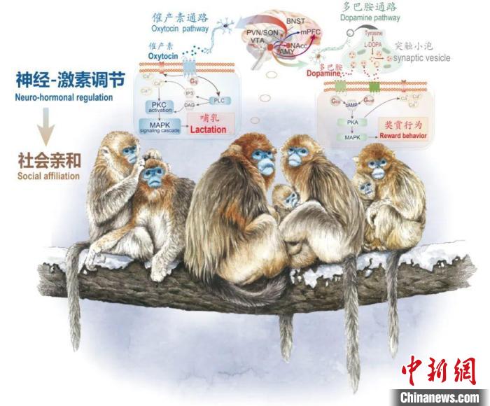 神经-激素调节的适应性变化增强社会亲和力。　西北大学供图