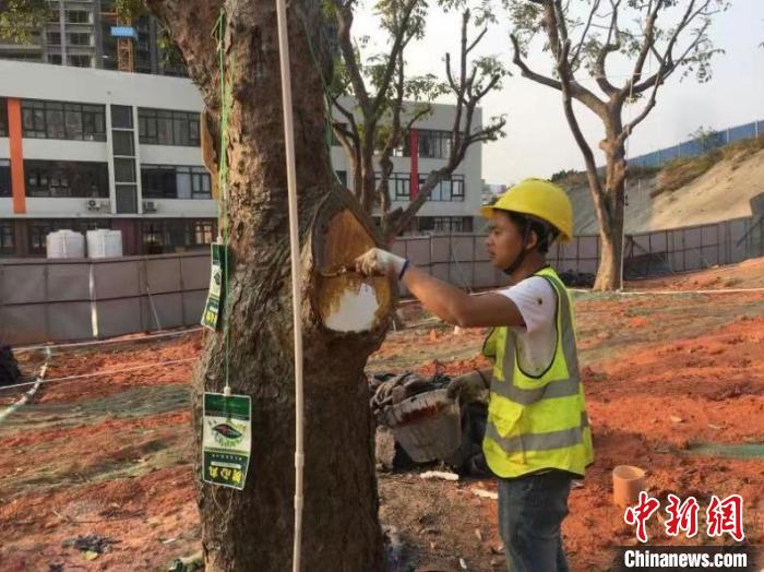 树洞修补技术 广州建筑 供图