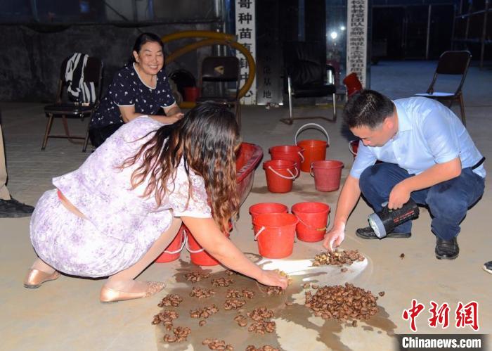 游客体验逮金蝉之后，分堆点数，体验丰收的快乐。　朱志庚 摄